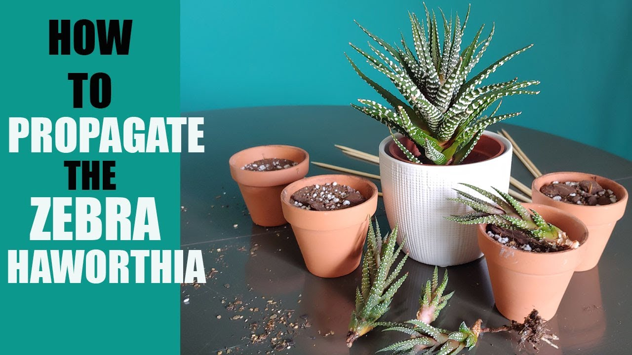 How to Grow Zebra Plant?