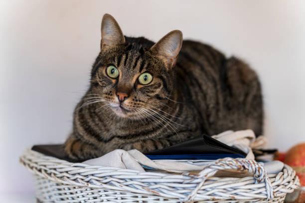 A cat lying on a basket

Description automatically generated