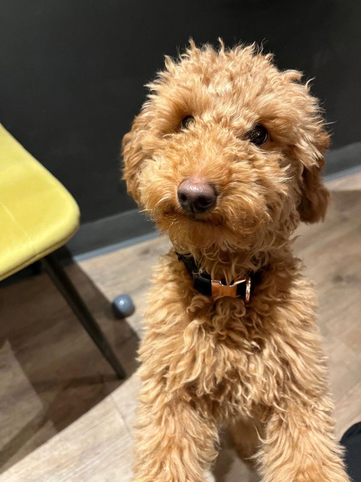 Cockapoo puppy asking for support from their human at a puppy event