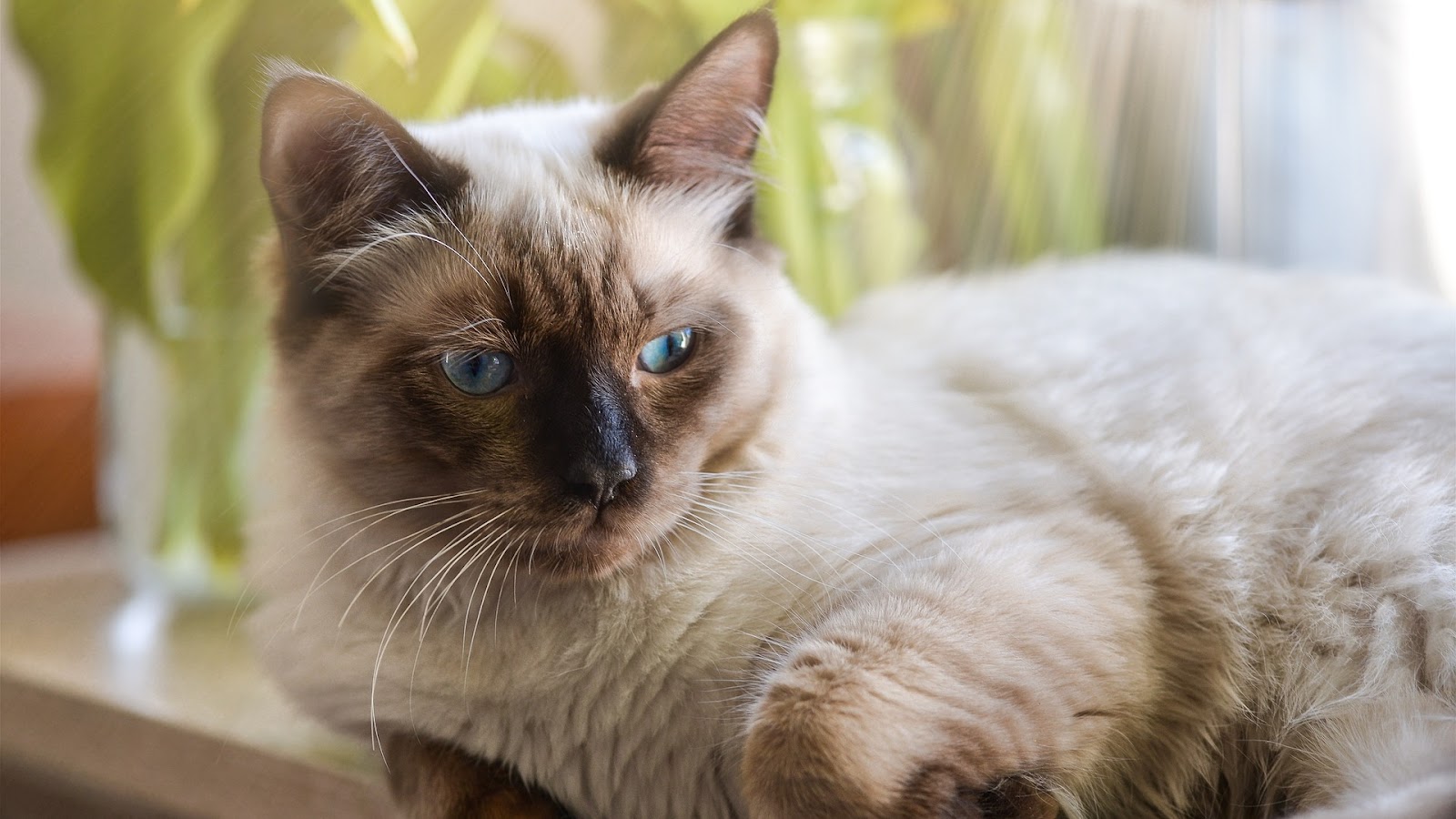 Chocolate point ragdoll cat