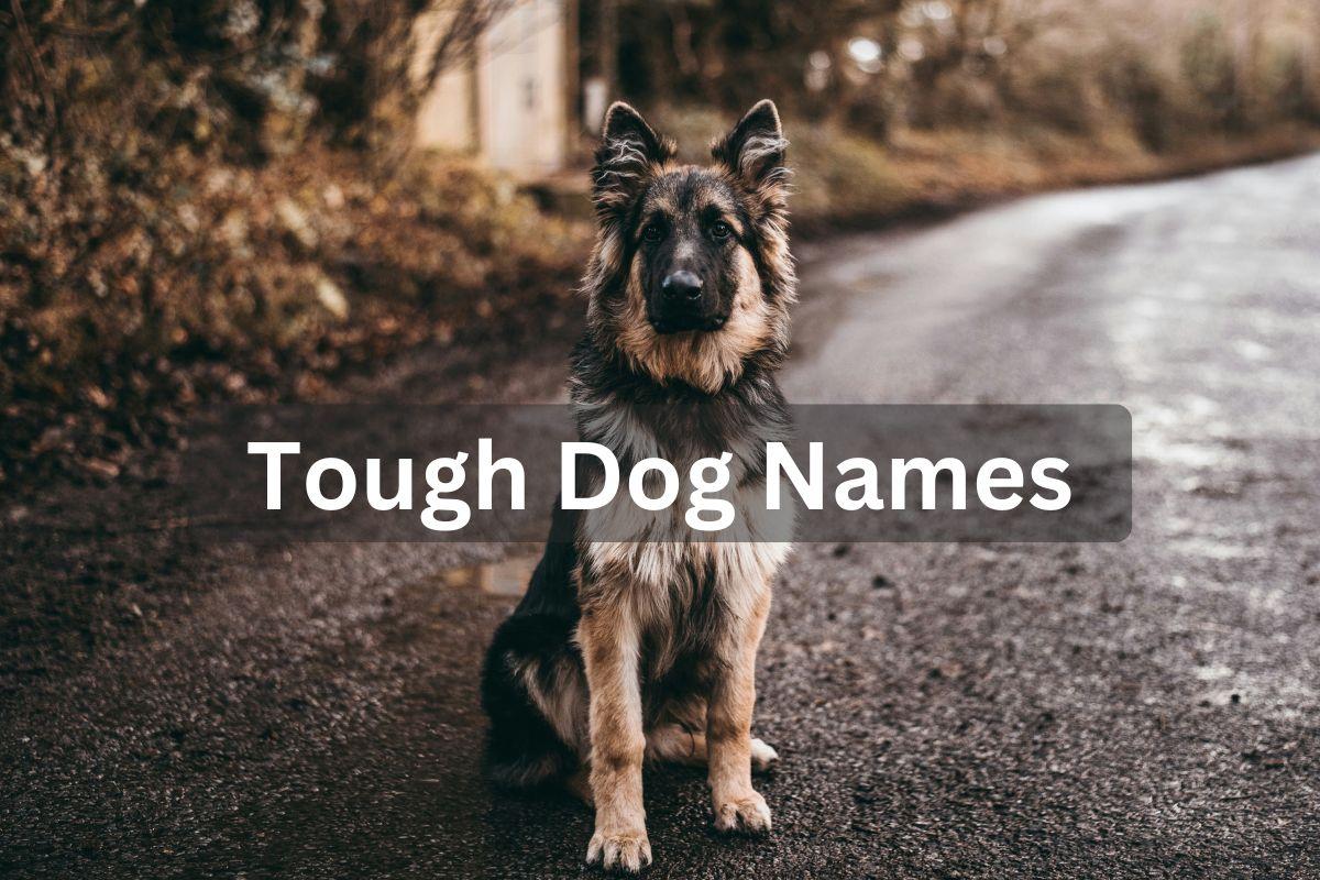 female dog names