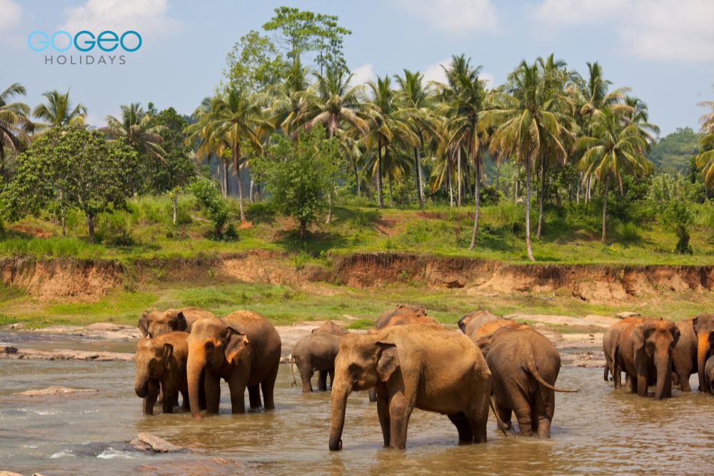 image of wild elephants in wayanad