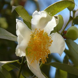 Cobra Saffron Flower