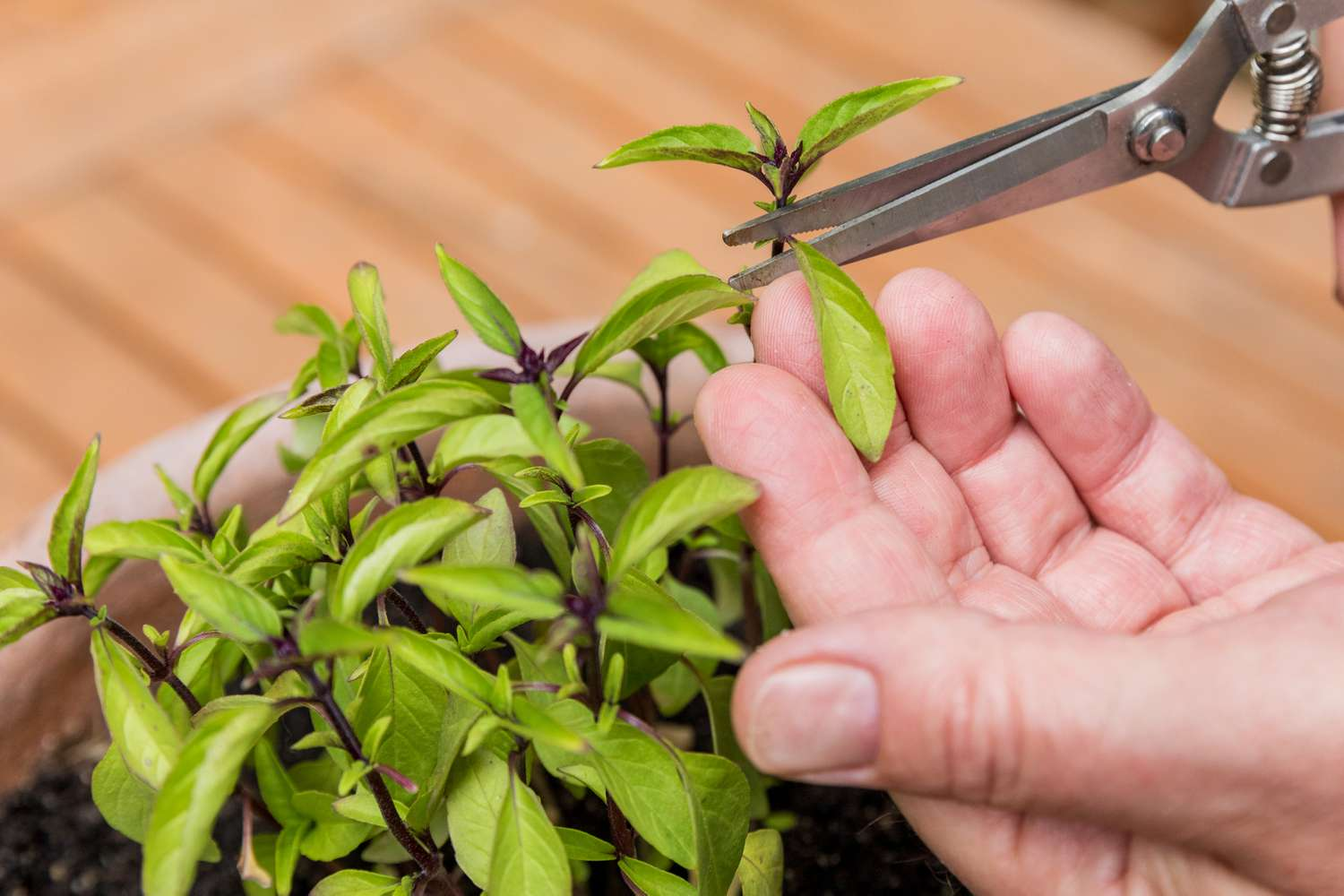 Harvesting Basil