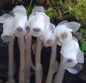 Forest Ghost Flower