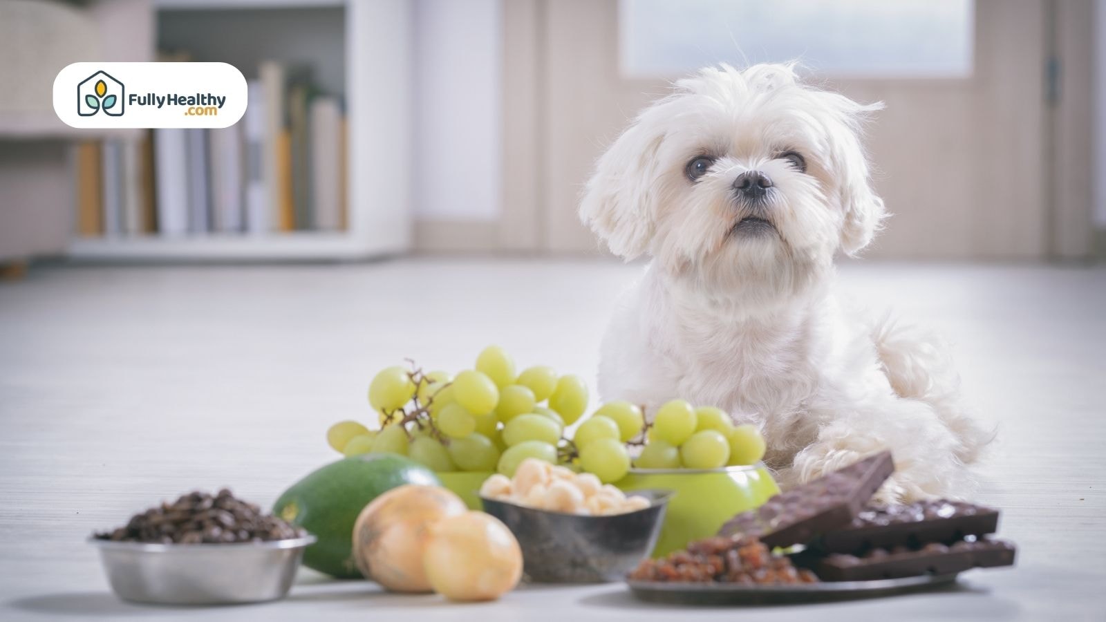 White fluffy dog surrounded by toxic foods for pets