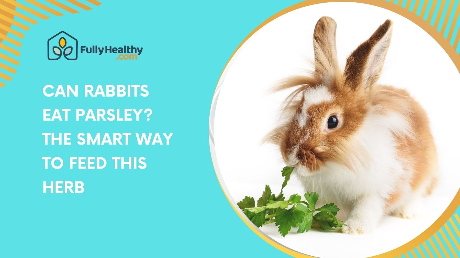 Can Rabbits Eat Parsley? The Smart Way to Feed This Herb
