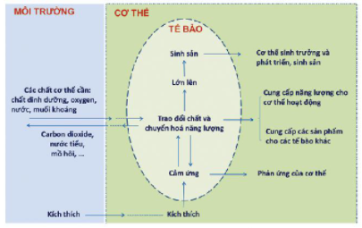 CHỦ ĐỀ 11 . CƠ THỂ SINH VẬT LÀ MỘT THỂ THỐNG NHẤTBÀI 39: CHỨNG MINH CƠ THỂ SINH VẬT LÀ MỘT THỂ THỐNG NHẤT1. MỐI QUAN HỆ GIỮA TẾ BÀO VỚI CƠ THỂ VÀ MÔI TRƯỜNGCâu 1: Hãy lấy ví dụ chứng tỏ rằng một tế bào có thể đảm nhận chức năng của một cơ thể sống.Đáp án chuẩn:Cơ thể đơn bào chỉ cấu tạo từ một tế bào nhưng tế bào đó đảm bảo sự trao đổi chất giữa tế bào với môi trường giúp cơ thể thực hiện các hoạt động sống.Câu 2: Vẽ sơ đồ về mối quan hệ giữa tế bào/cơ thể - môi trường đối với cơ thể đơn bào.Đáp án chuẩn:Luyện tập: Chứng minh rằng cơ thể đơn bào (có cấu tạo tế bào nhân sơ hay nhân thực) là một cơ thể thống nhất.Đáp án chuẩn:Mỗi tế bào cấu trúc nên một cơ thể. Tế bào đảm bảo thực hiện đầy đủ các chức năng sống, có mối qua hệ mật thiết với môi trường: Tế bào/cơ thể trao đổi chất với môi trường thông qua màng tế bào, sau đó trao đổi chất và chuyển hóa năng lượng, giúp tế bào/cơ thể lớn lên, sinh sản, cảm ứng.Câu 3: Quan sát Hình 39.2, hãy nêu mối quan hệ giữa tế bào - cơ thể - môi trường thông qua hoạt động trao đổi chất ở thực vật.Đáp án chuẩn:Cơ thể thực vật lấy nước, các chất khoáng, các chất khí từ môi trường cung cấp cho tế bào giúp tế bào thực hiện được quá trình trao đổi chất thực hiện được các hoạt động sống. Các sản phẩm thải được thải ra ngoài môi trường.2. MỐI QUAN HỆ GIỮA CÁC HOẠT ĐỘNG SỐNG TRONG CƠ THỂCâu 4: Quan sát Hình 39.3, hãy mô tả mối quan hệ giữa các hoạt động sống trong cơ thể.Đáp án chuẩn:Đảm bảo sự toàn vẹn, thống nhất giúp cơ thể tồn tại và phát triền. Câu 5: Trong cơ thể sống, hoạt động trao đổi chất diễn ra không bình thường ảnh hưởng như thế nào đến các hoạt động sống khác?Đáp án chuẩn:Việc cung cấp vật chất và năng lượng cho toàn bộ hệ thống các hoạt động sống trong cơ thể sẽ bị ảnh hưởng khiến tất cả các hoạt động sống này đều bị rối loạn.Vận dụng: Bệnh suy dinh dưỡng ở trẻ em là do hoạt động sống nào chi phối? Giải thích.Đáp án chuẩn:Do hoạt động sống trao đổi chất và chuyển hóa năng lượng chi phối. Vì suy dinh dưỡng là do quá trình trao đổi chất bị rối loạn, khiến cho cơ thể sinh trưởng và phát triển không cân đối. Điều kiện thiếu thốn về nguồn dinh dưỡng cũng dẫn đến tình trạng đó.Luyện tập: Lấy ví dụ về tính thống nhất trong cơ thể sinh vật phụ thuộc vào mối quan hệ giữa các hoạt động sống.Đáp án chuẩn:Khi chạy, hệ vận động làm việc với cường độ lớn, các hệ cơ quan khác cũng tăng cường hoạt động, nhịp tim tăng, mạch máu dãn, thở nhanh và sâu, đổ mồ hôi.BÀI TẬP