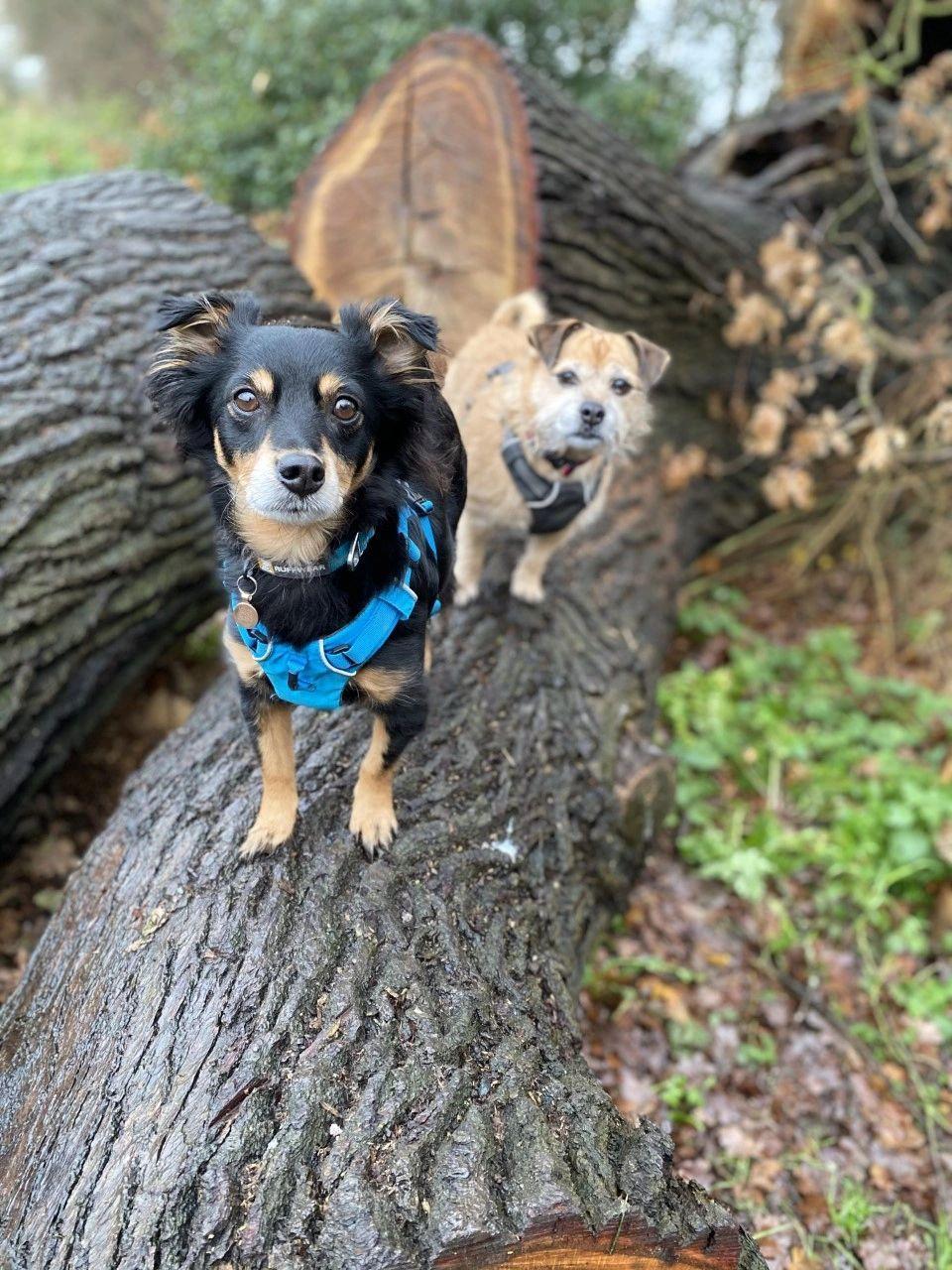 Rico a Kokoni Dog and Maisy a Jack Russell cross Pug pose on a log 