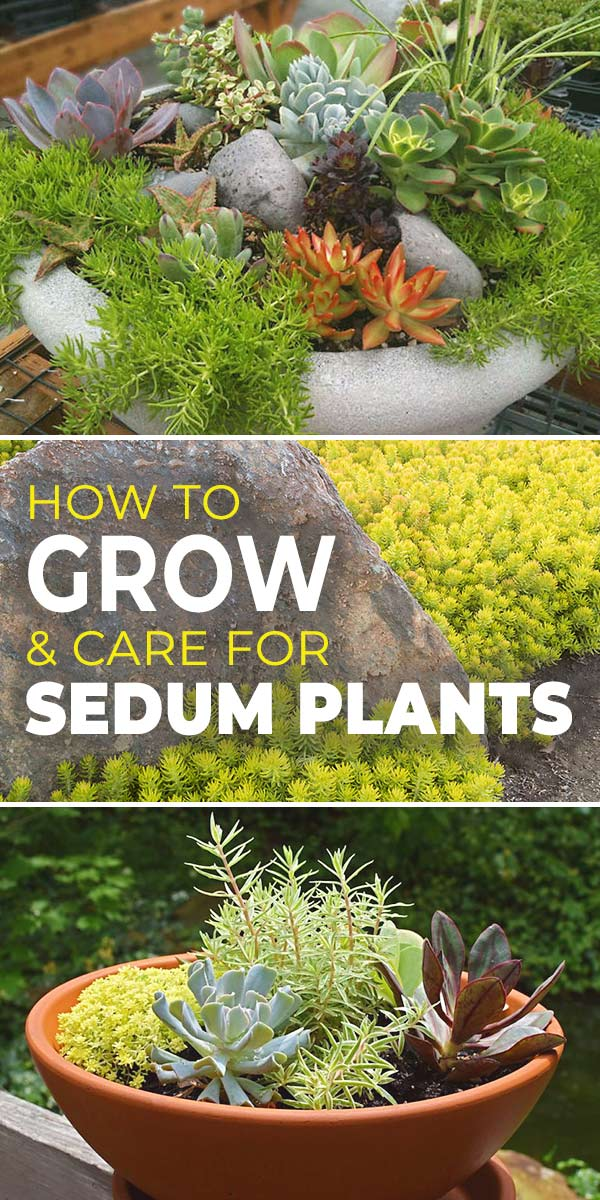 Growing Sedum in Dry Gardens