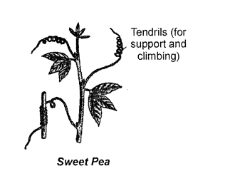 Selina Concise Biology Class 6 ICSE Solutions - The Leaf 5