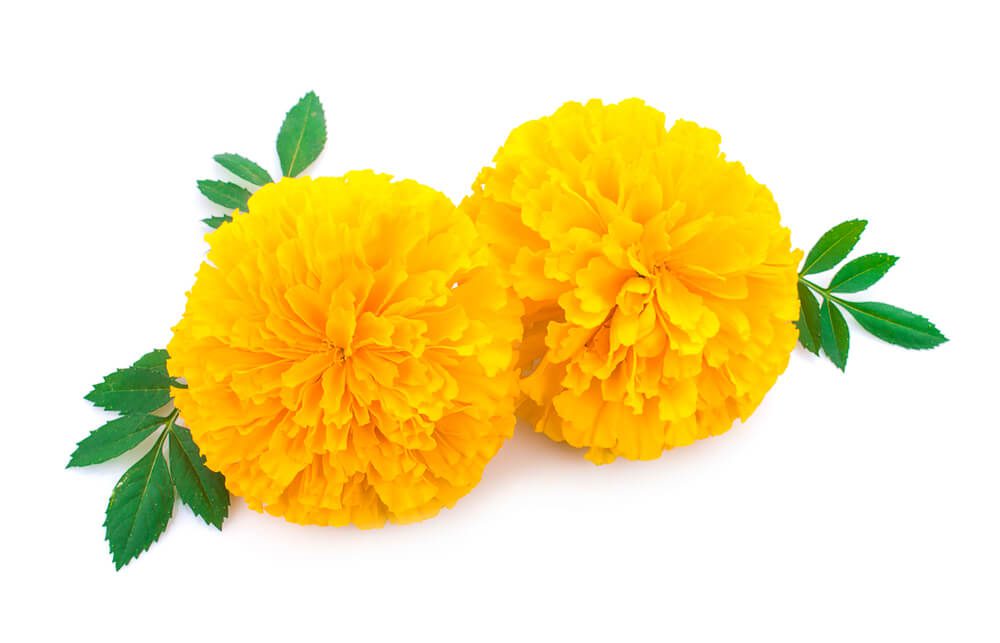 Yellow Marigold