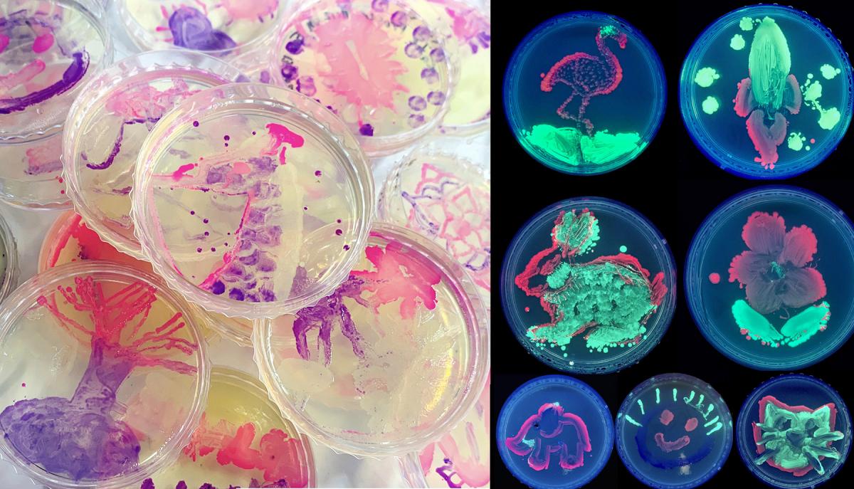 Bioart on petri dishes, made using bacteria