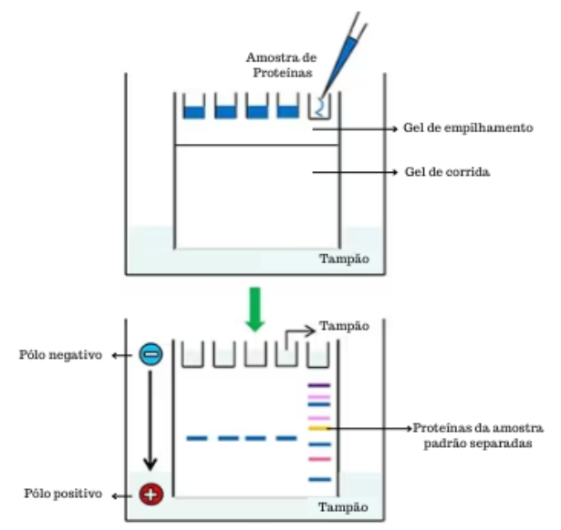 Representação da corrida de eletroforese em SDS-PAGE