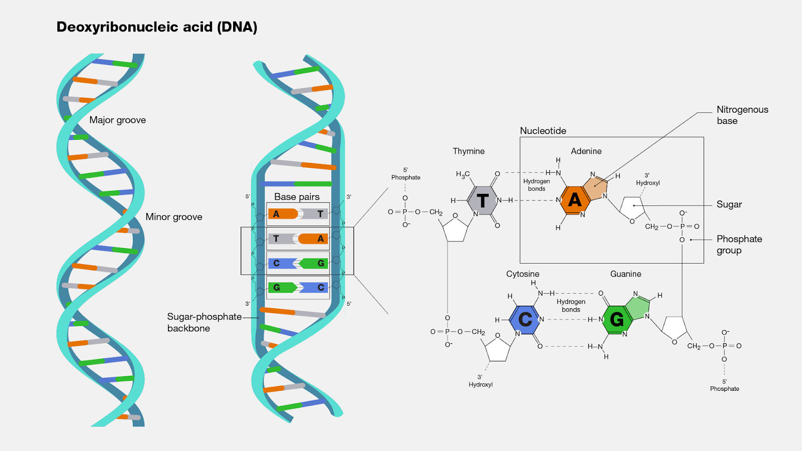 RNA sequencing captures the transient and dynamic gene expression profile