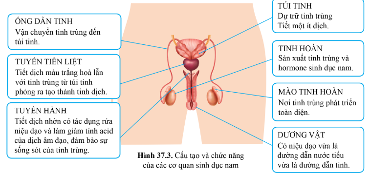 BÀI 37 - SINH SẢN Ở NGƯỜI