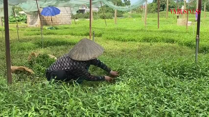 Canh tác gia vị không thuộc mã ngành 1079