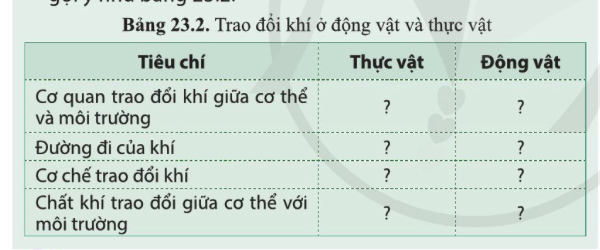 BÀI 23. TRAO ĐỔI KHÍ Ở SINH VẬT MỞ ĐẦUCâu hỏi: Tế bào trong cơ thể cần khí oxygen và thải khí carbon dioxide trong quá trình hô hấp. Cơ thể đảm bảo quá trình đó bằng cách nào và do cơ quan nào thực hiện?Đáp án chuẩn:Cơ thể chúng ta lấy O2 nhờ hít vào và thải CO2 nhờ thở ra với hệ hô hấp.I. KHÁI NIỆM TRAO ĐỔI KHÍ Ở SINH VẬTCâu 1: Quan sát hình 23.1, mô tả sự trao đổi khí ở sinh vậtĐáp án chuẩn:O2 khuếch tán từ môi trường qua bề mặt trao đổi khí vào cơ thể → các tế bào thực hiện hô hấp → tạo ra CO2, nồng độ CO2 trong tế bào cao khiến CO2 khuếch tán từ tế bào ra. CO2 được vận chuyển đến bề mặt trao đổi khí rồi được khuếch tán ra ngoài môi trường.Câu hỏi 1: Sự trao đổi khí và hô hấp tế bào ở cơ thể sinh vật có liên quan như thế nào?Đáp án chuẩn:Hô hấp tế bào phân giải các chất hữu cơ để giải phóng năng lượng cung cấp cho hoạt động trao đổi khí. Trao đổi khí cung cấp O2 – nguyên liệu cho hô hấp tế bào đồng thời đào thải CO2 ra ngoài.II. TRAO ĐỔI KHÍ Ở THỰC VẬT1. Cấu tạo và chức năng của khí khổngCâu 2: Quan sát hình 23.2, cho biết chất nào đi vào và chất nào đi ra qua khí khổng trong quang hợp?Đáp án chuẩn:- Chất đi vào: CO2.- Chất đi ra: O2 và nướcCâu 3: Cho biết khí khổng có ở mặt trên hay mặt dưới của lá cây.Đáp án chuẩn:Có ở hai mặt nhưng tập trung chủ yếu ở mặt dưới của lá cây.Câu 4: Quan sát hình 23.3, mô tả cấu tạo của khí khổng. Chức năng khí khổng là gì?Đáp án chuẩn:- 2 tế bào hình hạt đậu, xếp úp vào nhau, có thành trong dày và thành ngoài mỏng., chứa nhiều lục lạp, không bào và nhân.- Khí khổng thực hiện quá trình trao đổi khí và thoát hơi nước cho cây.Thí nghiệm: Quan sát khí khổng.Mô tả và vẽ hình dạng của khí khổng quan sát được.Đáp án chuẩn:Cấu tạo: hai tế bào hình hạt đậu, xếp úp vào nhau.Hình dạng:Tìm hiểu thêm: Tìm hiểu vì sao ở những loài cây có lá nổi trên mặt nước (ví dụ cây súng) thì khí khổng chỉ có ở mặt trên của lá cây.Đáp án chuẩn:Vì trong quá trình trao đổi khí có sự thoát hơi nước, khí khổng ở trên sẽ giúp thoát hơi nước diễn ra dễ hơn và các khí có thể trao đổi dễ dàng ra vào khí khổng hơn.2. Quá trình trao đổi khí qua khí khống ở lá câyCâu 5: Mô tả sự trao đổi khí diễn ra ở lá cây. Nêu ảnh hưởng của môi trường tới trao đổi khí trong quang hợp ở lá cây.Đáp án chuẩn:- Khi cây quang hợp: CO2 khuếch tán từ ngoài vào lá, O2 khuếch tán từ trong lá ra ngoài. Trong hô hấp: O2 đi vào, CO2 đi ra.- Ánh sáng, nhiệt độ, hàm lượng nước, nồng độ O2/CO2,… Câu hỏi 2: Quan sát hình 23.4, cho biết quá trình trao đổi khí trong quang hợp và hô hấp của thực vật như thế nào theo gợi ý ở bảng 23.1Đáp án chuẩn:Quá trình trao đổi khíKhí được trao đổiThời gian diễn raOxygenCarbon dioxideBan đêmBan ngàyLấy vàoThải raLấy vàoThải raQuang hợp xx  xHô hấpx  xx  III. TRAO ĐỔI KHÍ Ở ĐỘNG VẬTCâu 6: Cho biết cơ quan nào thực hiện quá trình trao đổi khí ở động vật?Đáp án chuẩn:Ống khí, mang, da, phổi...Câu 7: Quan sát hình 23.5, quá trình trao đổi khí ở cá, châu chấu, ếch và chim là gì?Đáp án chuẩn:Cá: mangChâu chấu: ống khíẾch: daChim: túi khíCâu hỏi 3: Vì sao khi bắt giun đất để trên bề mặt: đất khô ráo thì giun đất nhanh bị chết?Đáp án chuẩn:Vì giun đất hô hấp qua bề mặt da. Trong điều kiện khô ráo, da giun bị khô, O2 và CO2 không khuếch tán qua da, giun không thể hô hấp nên bị chết.2. Quá trình trao đổi khí ở động vậtCâu 8: Sự trao đổi khí giữa cơ thể người với môi trường được thực hiện như thế nào?Đáp án chuẩn:Trao đổi khí thông qua hệ hô hấp và sự phối hợp của hệ tuần hoàn.Câu 9: Quan sát hình 23.6, mô tả con đường đi của khí qua các cơ quan của hệ hô hấp ở người?Đáp án chuẩn:Khi hít vào, O2 được đưa vào phổi đến tận phế nang → trao đổi khí giữa phế nang và mạch máu. O2 đi vào máu và được vận chuyển đến các tế bào. CO2 từ máu về phế nang và thải ra ngoài môi trường.Câu hỏi 4: Phân biệt trao đổi khí ở động vật và thực vật theo nội dung gợi ý như bảng 23.2Đáp án chuẩn:Tiêu chíThực vậtĐộng vậtCơ quan trao đổi khí Khí khổng Ống khí, mang, da, phổi,…Đường đi của khíCO2 khuếch tán từ ngoài vào lá, O2 khuếch tán từ trong lá ra môi trường.Khi hít vào, O2 được đưa vào phổi đến tận phế nang → trao đổi khí. O2 đi vào máu đến các tế bào. CO2 từ máu về phế nang và thải ra ngoài môi trường.Cơ chế trao đổi khíKhuyếch tán.Nhờ các cơ quan thực hiện quá trình hô hấp.Chất khí trao đổi giữa cơ thể với môi trườngO2 và CO2O2, CO2 và các khí khác.Vận dung 1Câu hỏi: Vì sao mở nắp mang cá có thể biết cá còn tươi hay không?Đáp án chuẩn:Vì mang là bộ phận hô hấp ở cá. Nếu cá còn tươi → hô hấp vẫn diễn ra, mang có màu đỏ hồng. Vận dụng 2Câu hỏi: Vì sao sơn kín da ếch thì ếch sẽ chết sau một thời gian?Đáp án chuẩn:Khi sơn kín da ếch → da ếch bị khô không thể trao đổi khí → Ếch bị thiếu O2 và tích tụ CO2 → chết dần.Vận dụng 3