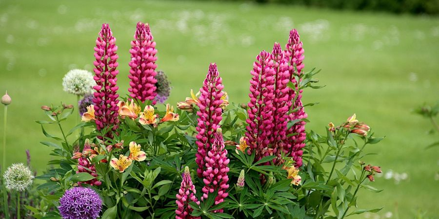 Lupines Seasonal Care and Maintenance