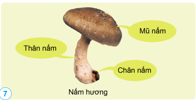 BÀI 15: NẤM VÀ MỘT SỐ NẤM ĐƯỢC DÙNG LÀM THỨC ĂN