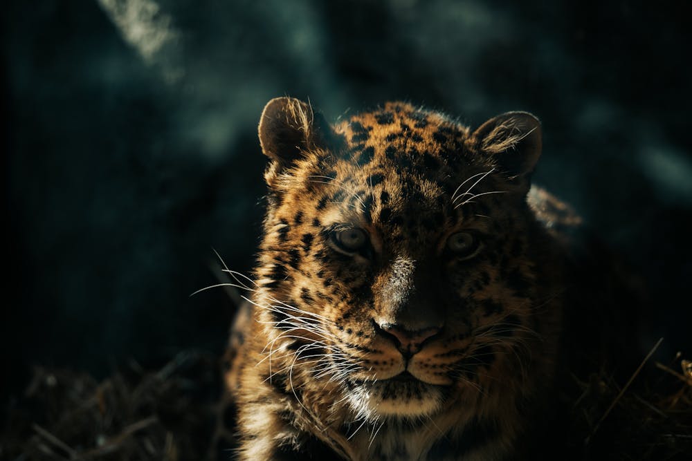 Majestic Leopard in Dramatic Lighting