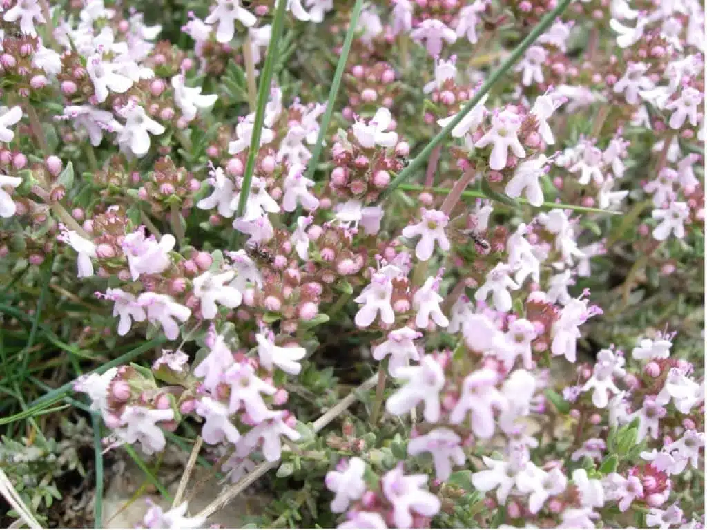 Les principales floraisons pour la récolte de miel de printemps - PLANTES MELLIFÈRES