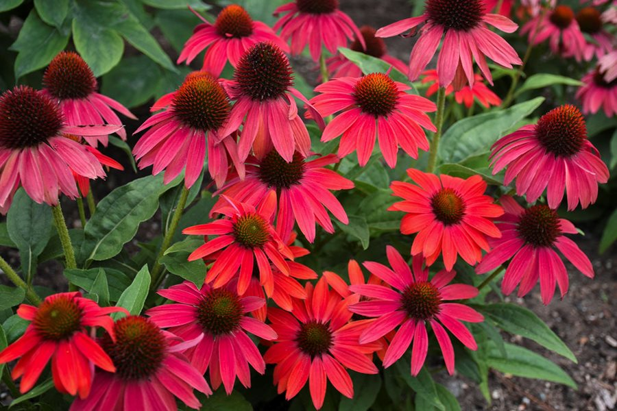 Botanical Description Coneflowers (Echinacea)