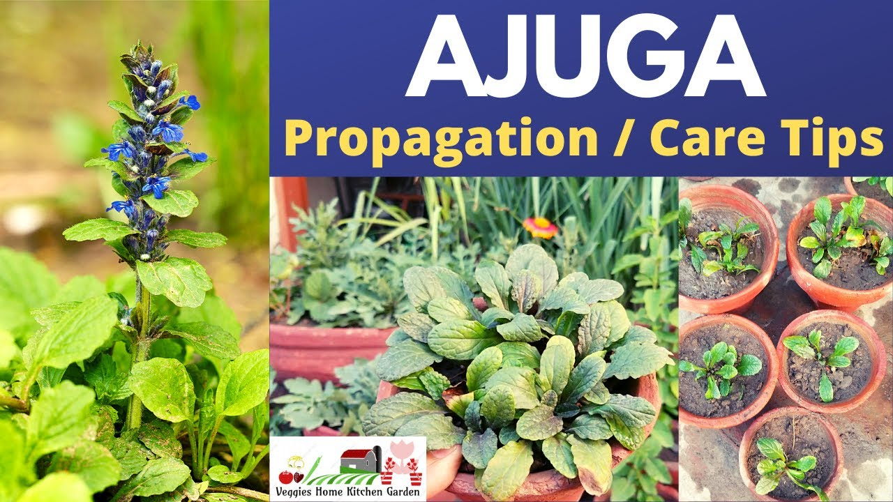 Ajuga Propagation Methods