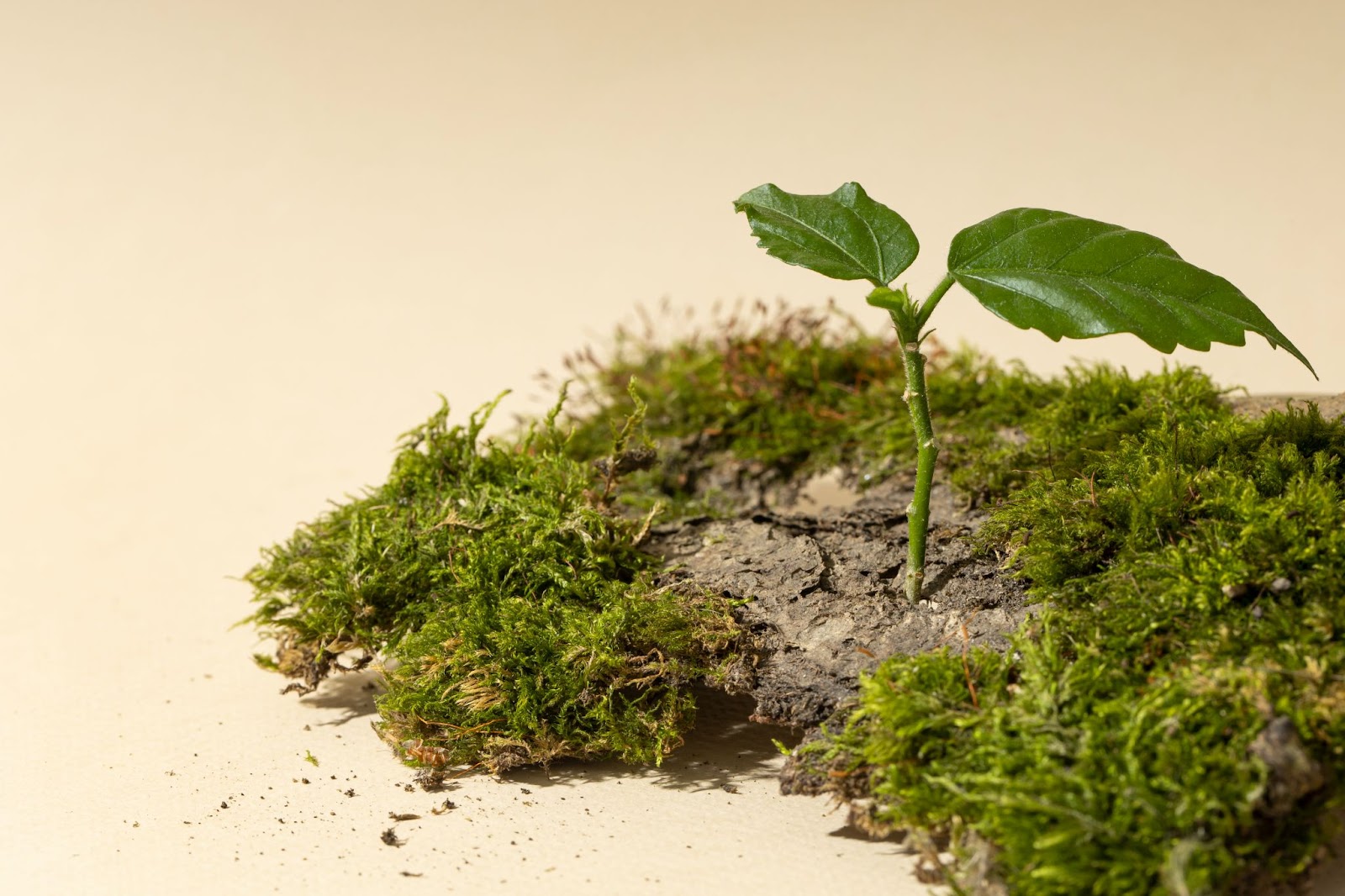 bioremediation of soil