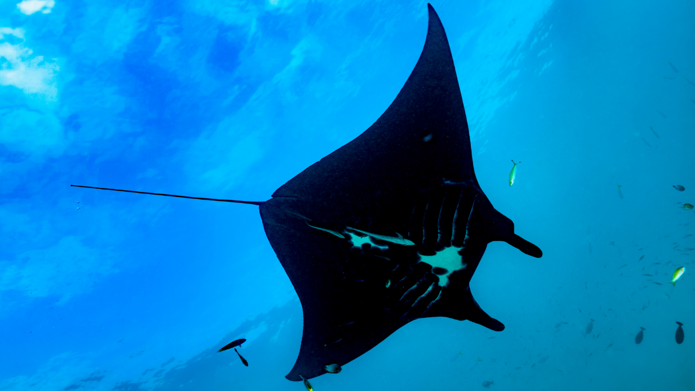 A black and white stingray under water

Description automatically generated