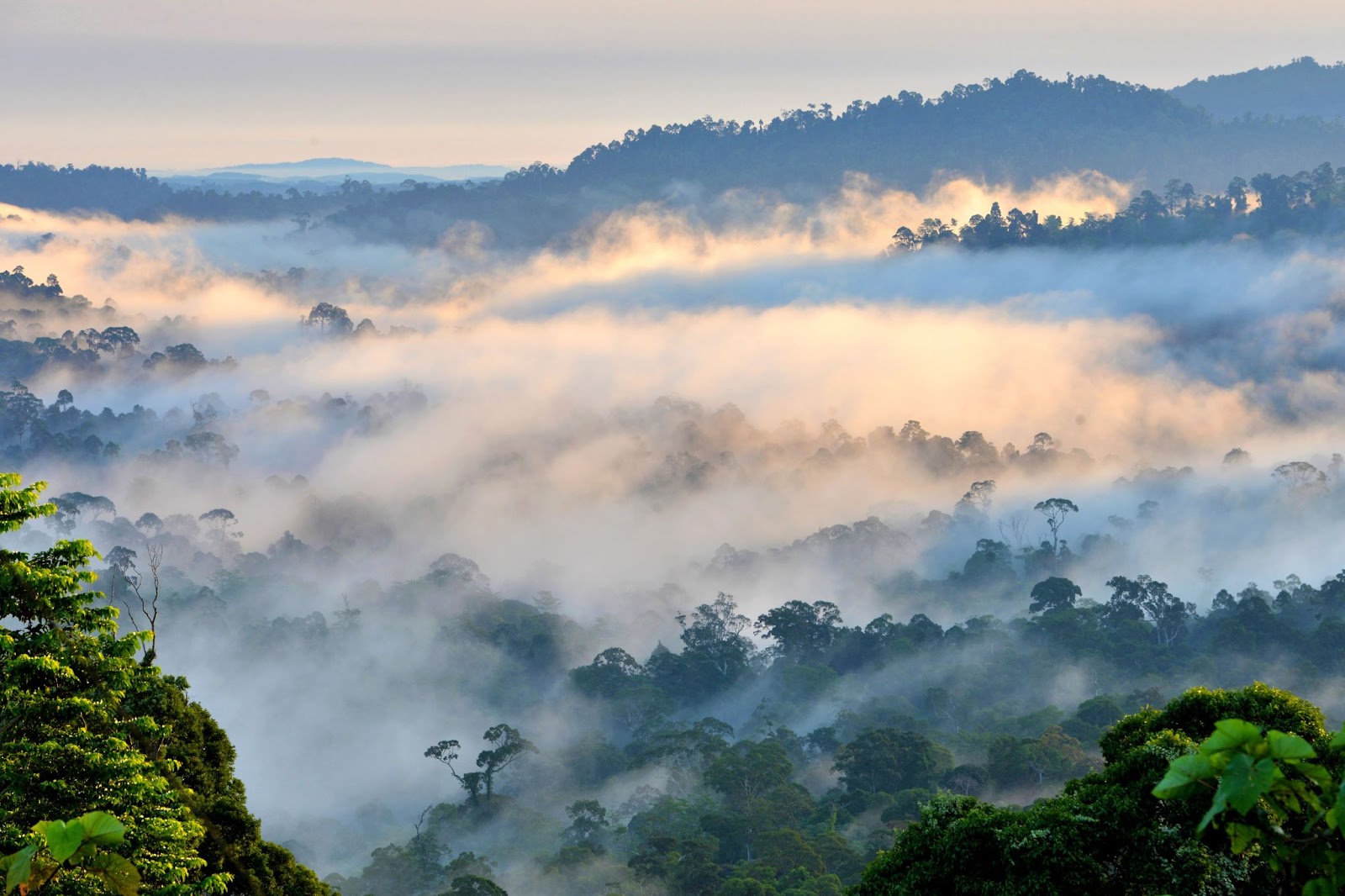 Pristine rainforest in Danum Valley Conservation Area