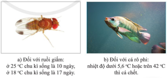 BÀI 29. KHÁI QUÁT VỀ SINH TRƯỞNG VÀ PHÁT TRIỂN Ở SINH VẬT 