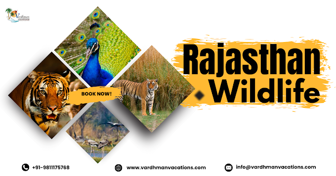 Exploring the Beauty of Rajasthan Wildlife: A Guide to Wildlife Safaris in Winter