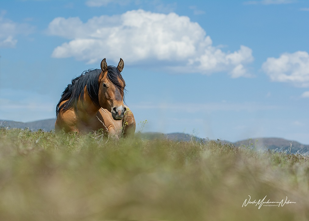 A tranquil image of a horse resting in a grassy meadow under a blue sky with white clouds. Captured by @n.m.nelson_photography.