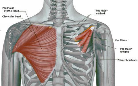 how to workout your chest with dumbbells