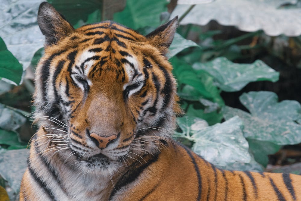Close-Up Shot of a Tiger