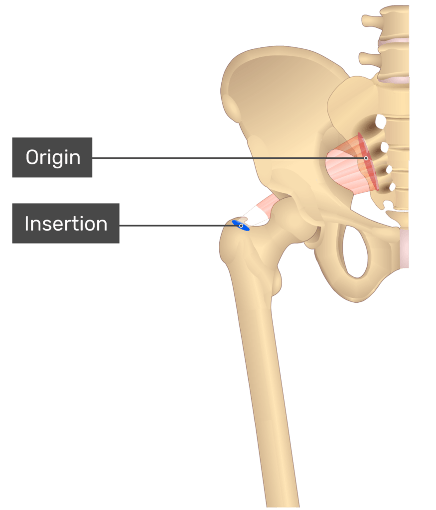 anteroir view of the piriformis muscle
