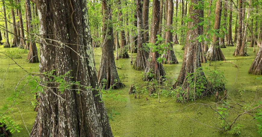 Cypress trees standing in the waters of the Everglades, surrounded by green algae.