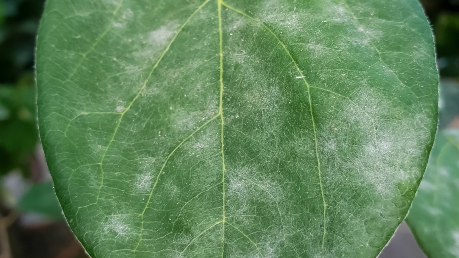 A close-up of a large green leaf displaying white-gray powdery mildew, indicative of a fungal disease.