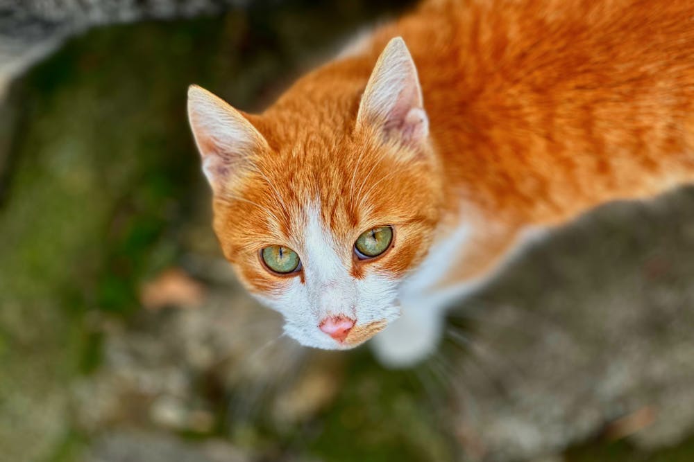 Close-up of a Ginger Cat with Green Eyes
