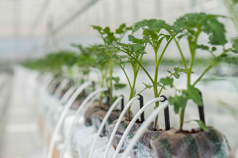 Coco Coir in a Hydroponic Medium