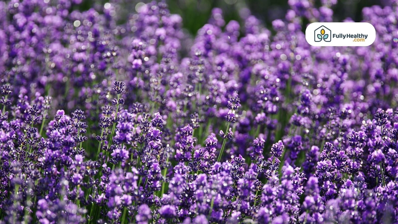 Close-up of blooming purple lavender flowers in a vibrant field