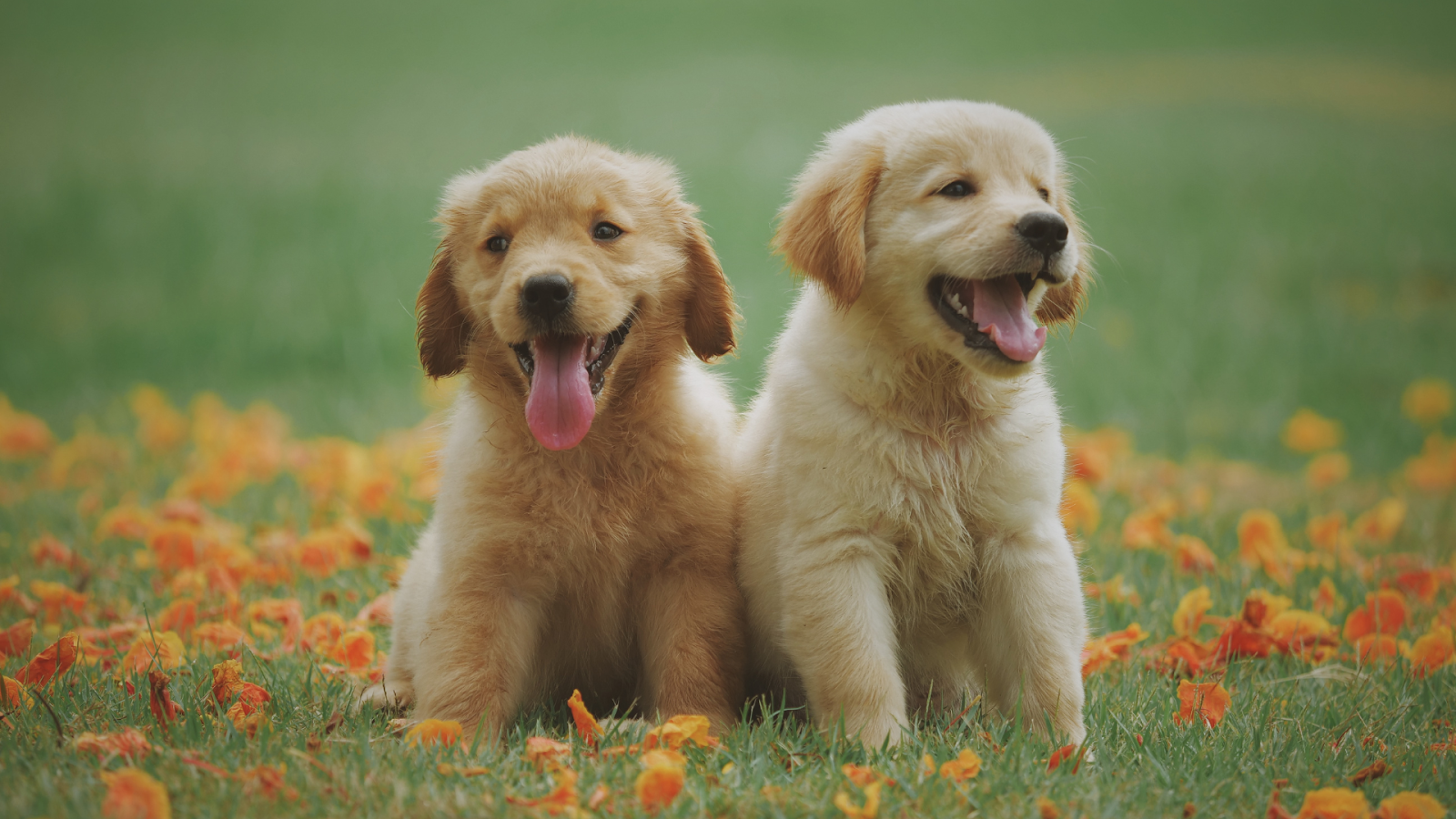 Golden Retriever Puppies in Grass