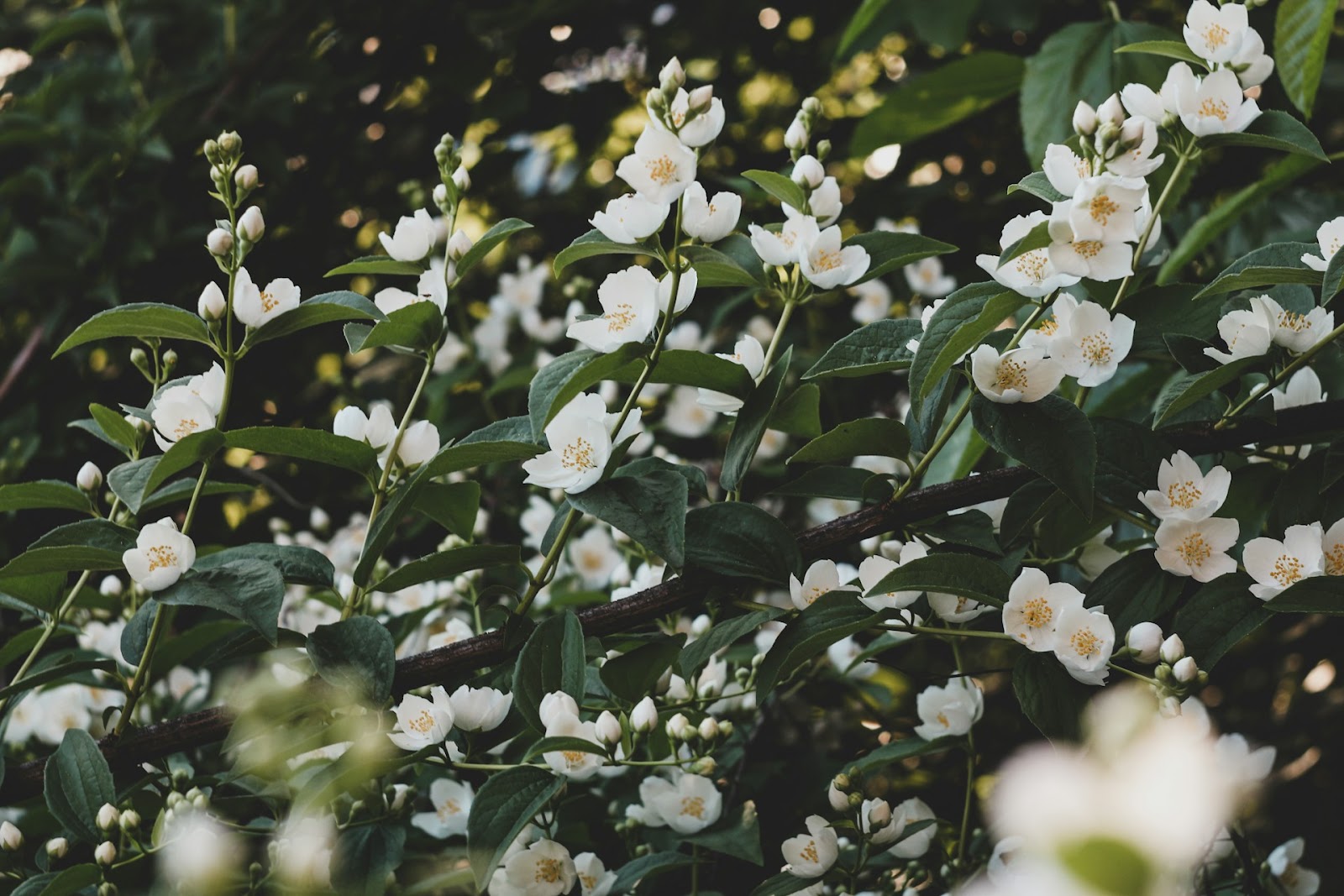 care for jasmine plants in pots