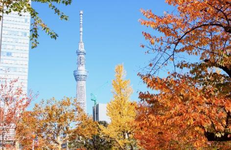 Tokyo-SkyTree-mua-thu