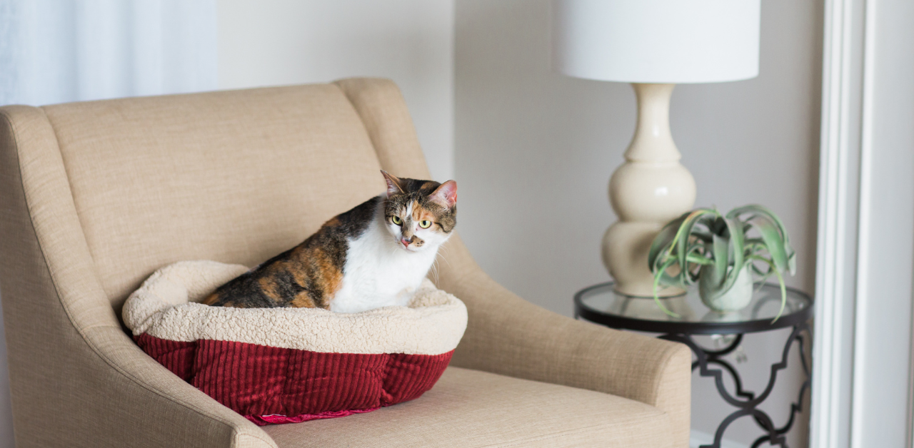 New Cat Checklist: Everything You Need for Bringing Home a New Cat