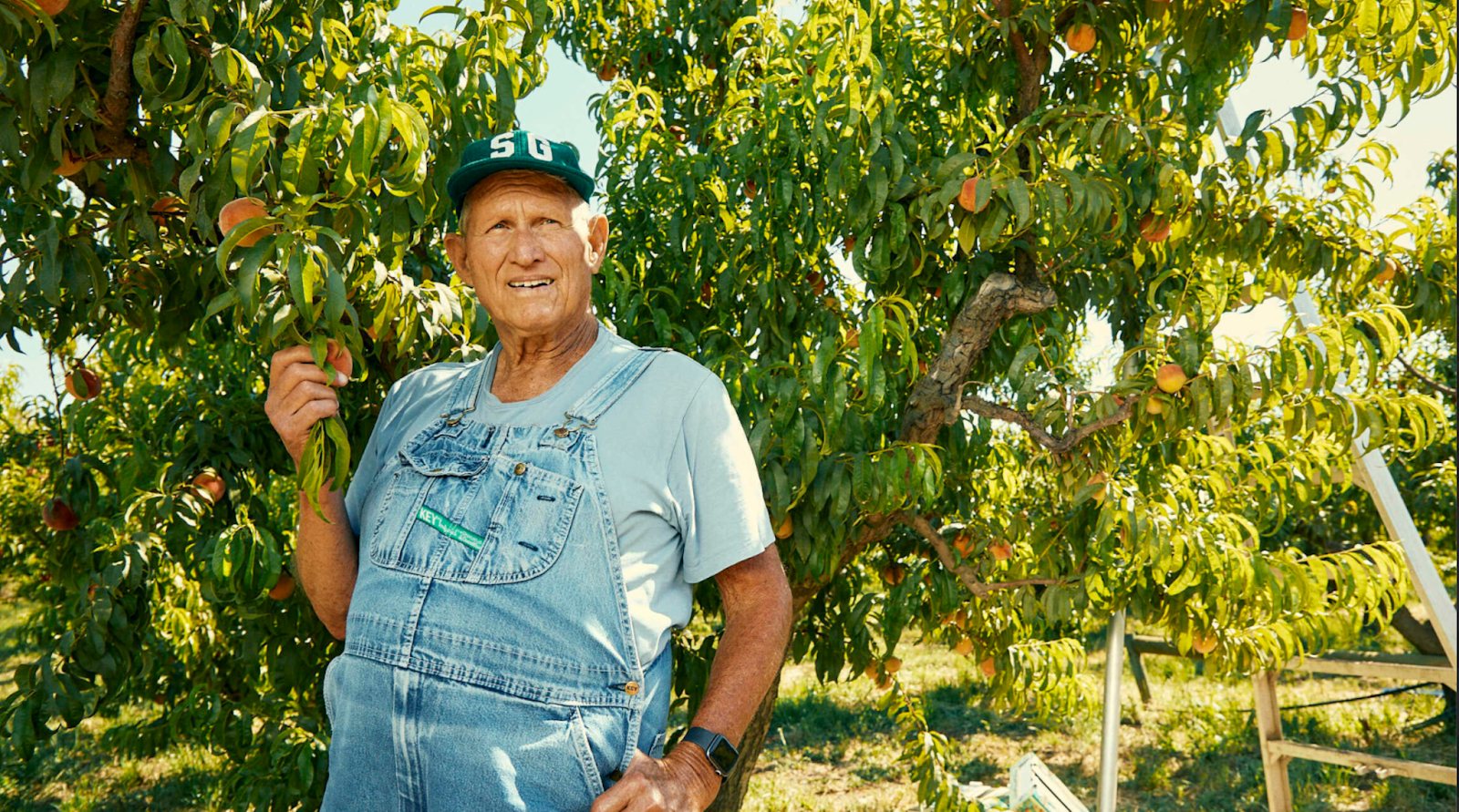 An image of farmer Al holding a ripe, juicy peach, standing in front of a vibrant green peach tree full of fruit.
