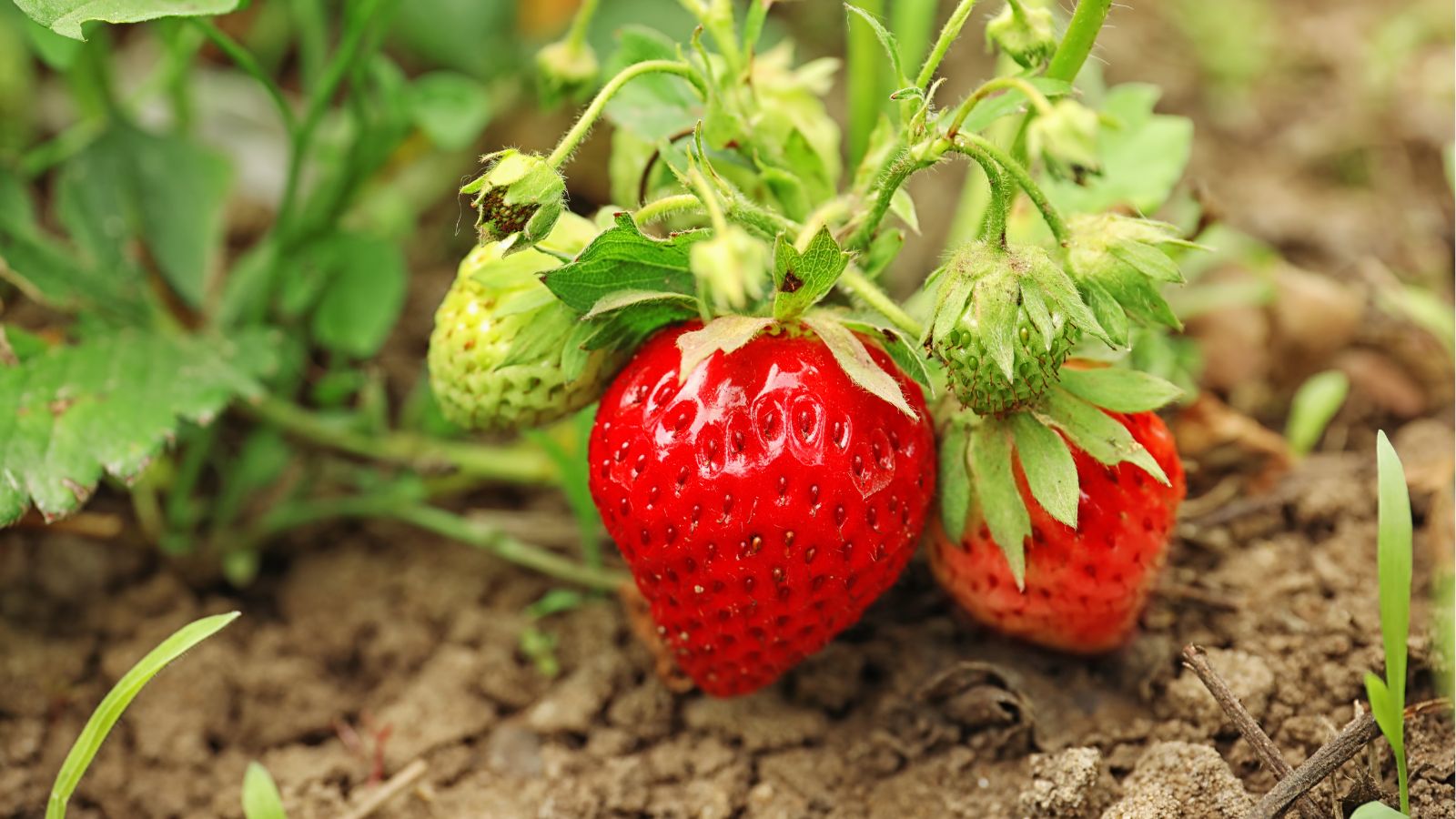 A shot of several developing fruits near the ground placed in a well lit area outdoors