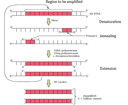 NCERT solutions class 12 biology chapter 11 - 4