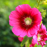 flowers name in kannada language